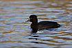 Tufted Duck female swims on water