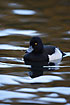 Tufted Duck male swims on water