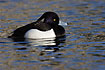 Tufted Duck male swims on water