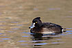 Tufted Duck female swims on water