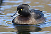 Tufted Duck female swims on water - close-up