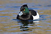 Tufted Duck male swims on water and watches the photographer