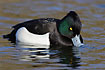 Tufted Duck male swims on water and dips its bill while watching the photographer