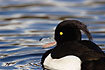 Tufted Duck male swims on water with open bill - close-up