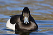 Tufted Duck male swims on water and watches the photographer