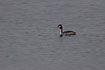 Great Crested Grebe swims on the sea