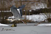 Grey Heron flying over frozen lake