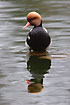 Red-crested Pochard male standing in water (captive)