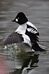 Common Goldeneye male on water flapping its wings