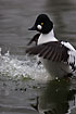 Common Goldeneye male on water flapping its wings