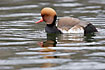 Red-crested Pochard male swims on water (captive)