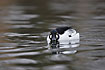 Common Goldeneye male swims on water