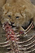 Lion eating meet and bones (captive)