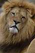 Lion adult male (captive)