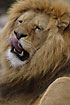Lion adult male showing teeth (captive)