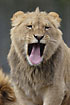 Lion young male yawns (captive)