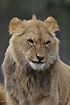 Lion young male (captive)