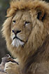 Lion adult male portrait (captive)