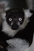 Black-and-white Ruffed Lemur portrait (captive)