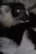 Black-and-white Ruffed Lemur portrait (captive)
