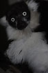 Black-and-white Ruffed Lemur portrait (captive)
