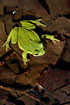 European Tree Frog sitting in water on dark leaves