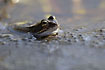 Common Frog among eggs