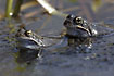 Common Frog among eggs