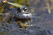 Common Frog croaking among eggs