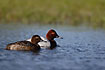 Pochard male and female swims together