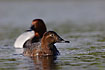 Pochard male and female swims together
