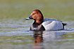 Pochard male swims in reflection on water