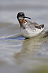 Red-necked Phalarope female with reflections in water