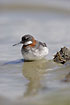 Red-necked Phalarope female with reflections in water