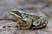 Common Frog on the ground