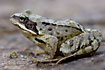 Common Frog on the ground