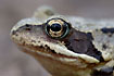 Common Frog in close-up on the head