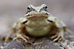 Common Frog in frontal view on the ground