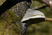 Tinder Fungus on tree trunk