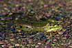 Edible Frog in water amongst green and purple collored leaves of Duckweed