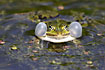 Edible Frog in frontal view croakes in water with characteristic white vocal sacs visible