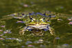 Edible Frog in frontal view in water