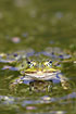 Edible Frog in frontal view in water