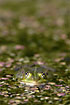 Edible Frog in frontal view in water amongst green and purple coloured leaves of Duckweed