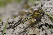 Hairy Dragonfly female taking a sun bath on the ground