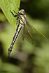 Hairy Dragonfly female resting on a leaf