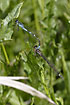 Irish Damselfly male and female resting in vegetation before mating