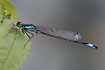 Blue-tailed Damselfly male resting in vegetation
