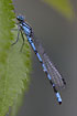 Common Blue Damselfly male resting in vegetation