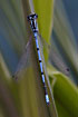 Azure Damselfly male resting in vegetation